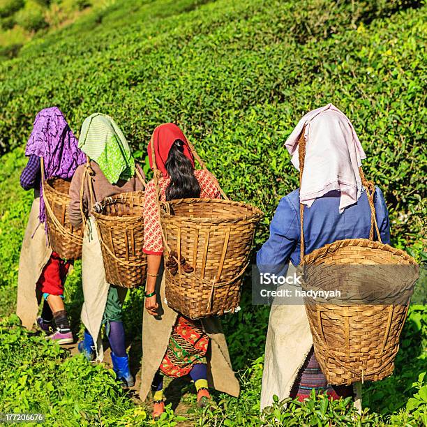 Indian Pickers Zona De Plantação De Chá Índia De Darjeeling - Fotografias de stock e mais imagens de Darjeeling