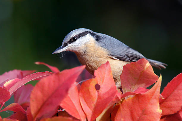 istock Sitta europaea on wild wine 177206686