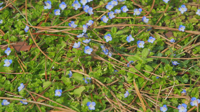 Forget-Me-Not Flowers With Bright Green Leaves. Little Blue Forget-Me-Not Flowers On Spring Meadow. Close up.