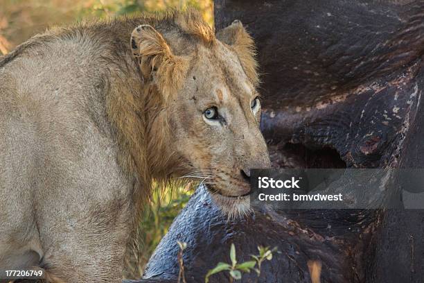 Leão De Alimentação - Fotografias de stock e mais imagens de Alimentar - Alimentar, Animal, Animal de Safari