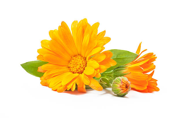 Calendula officinalis Calendula. Marigold flowers with leaves isolated on white pot marigold stock pictures, royalty-free photos & images