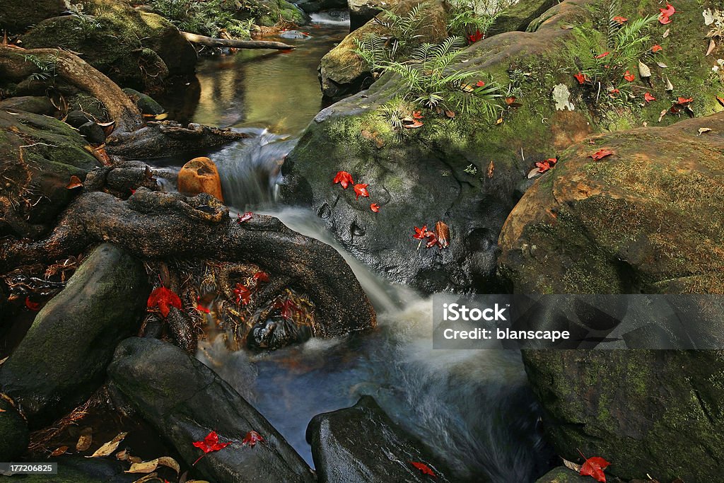 Red maple leaves at waterfall of Phu Kradueng Beautiful red maple leaves at waterfall of Phu Kradueng national park in Loei, Thailand Autumn Stock Photo