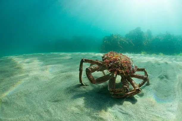 Maja Squinado (European Spider Crab) in it's natural environment on the sea bed off Portwinkle in south Cornwall. 