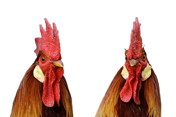 istock rooster portrait isolated on white background 177207079