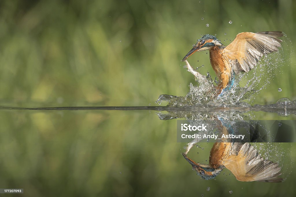 Kingfisher with catch. A female Kingfisher leaving the water after a successful dive.  She has caught a minnow by the tail, and to help protect her eyes she still has her third eyelid or nictitating membrane dawn across. Bird Stock Photo