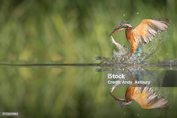 Kingfisher With Catch Stock Photo - Download Image Now - Bird, Catching, Fish