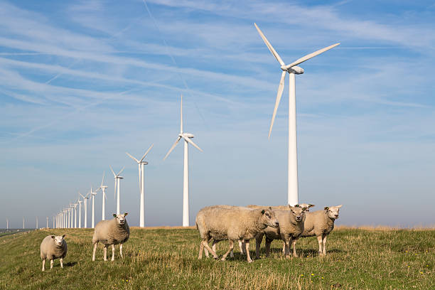 istock Sheep at dike along a row of wind turbines 177207211