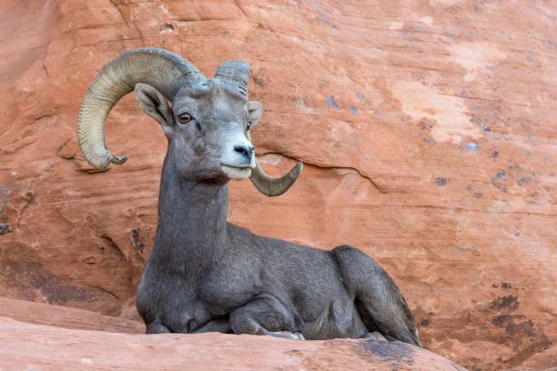 scenic view of a bighorn ram resting in valley of fire in nevada - bighorn sheep sheep desert mojave desert imagens e fotografias de stock