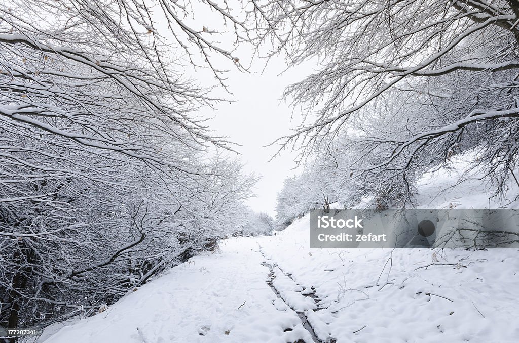 雪で覆われた木の枝で道路の森 - ぬるぬるしたのロイヤリティフリーストックフォト