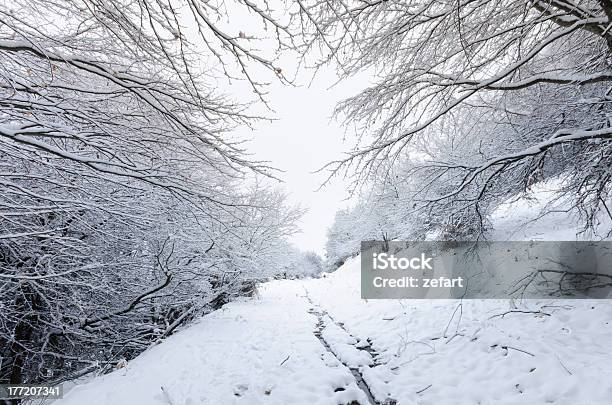 雪で覆われた木の枝で道路の森 - ぬるぬるしたのストックフォトや画像を多数ご用意 - ぬるぬるした, アスファルト, カッコいい
