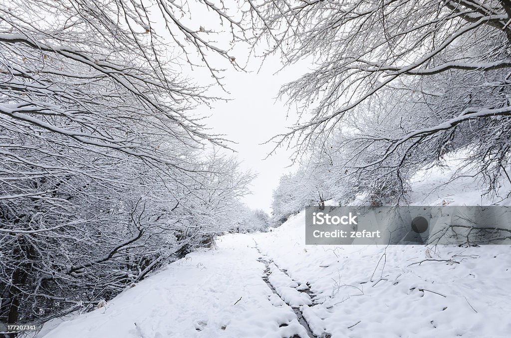 Estrada coberta de neve dos ramos da árvore na floresta - Royalty-free Alfalto Foto de stock
