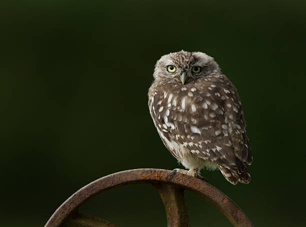 Little Owl Perched On A Rusty Wheel in Worcestershire. stock photo