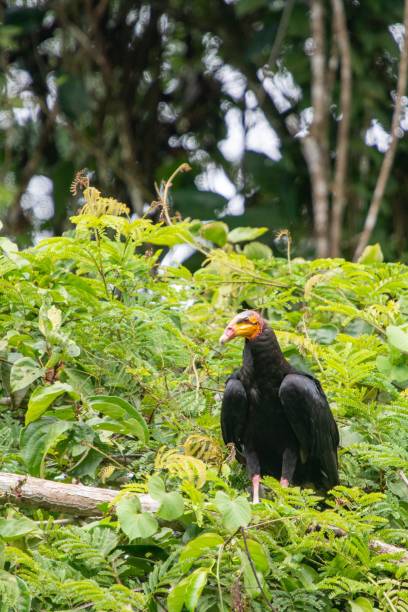 istock Vulture perched on a vibrant green tree branch in front of a dense forest backdrop. 1772076372