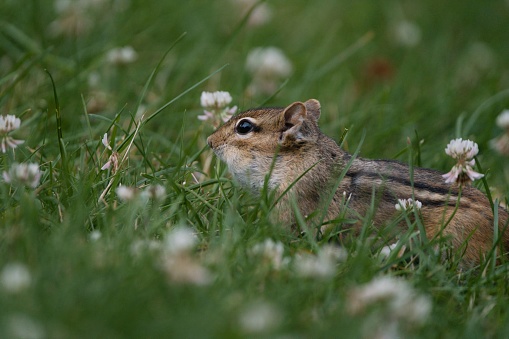 A closeup of a chipmunk in a green field