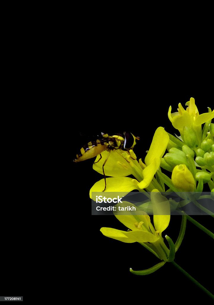 Macro shot of Mauritus bee on yellow flower Bee with yellow stripes on flower isolated over black Animal Body Part Stock Photo