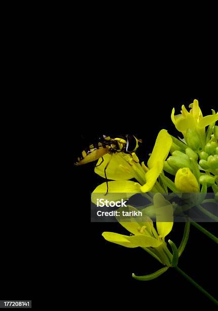 Macro Shot Of Mauritus Bee On Yellow Flower Stock Photo - Download Image Now - Animal Body Part, Animal Wing, Bee