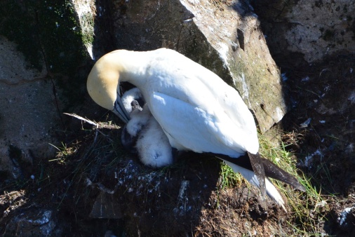 Adult northern gannet tends to chick in its nest on Big Rock at Cape St. Mary's Ecological Reserve, Newfoundland, Canada.