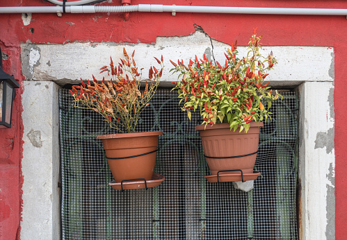 A beautiful window sill planter box outside with colorful blooming flowers in Midtown Manhattan of New York City