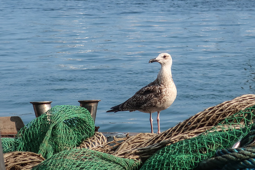 Seagull on Fishing Net
