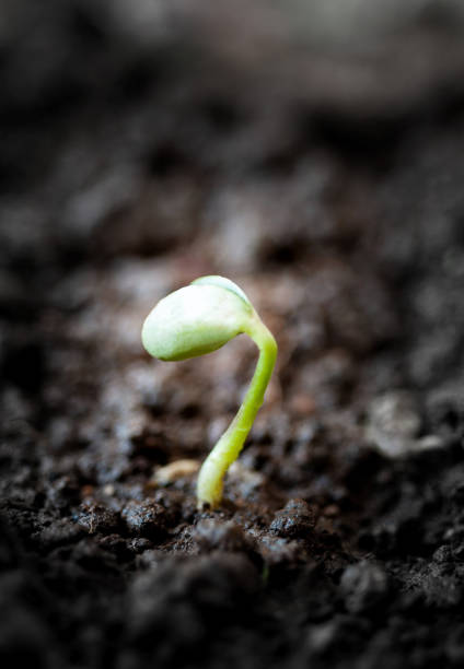 Small plant of bean grow from soil