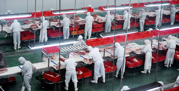 Group of workers working in a line in pork industry plant