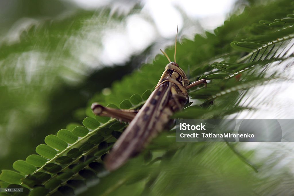 Locusta - Foto stock royalty-free di Agricoltura
