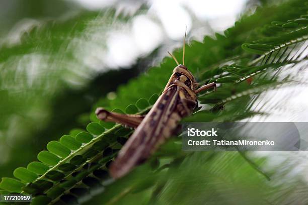 Locusta - Fotografie stock e altre immagini di Agricoltura - Agricoltura, Animale, Animale nocivo