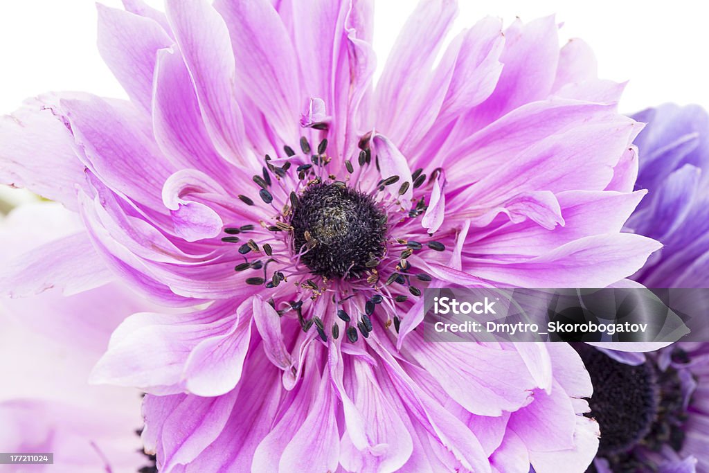 purple anemones - Zbiór zdjęć royalty-free (Anemon)