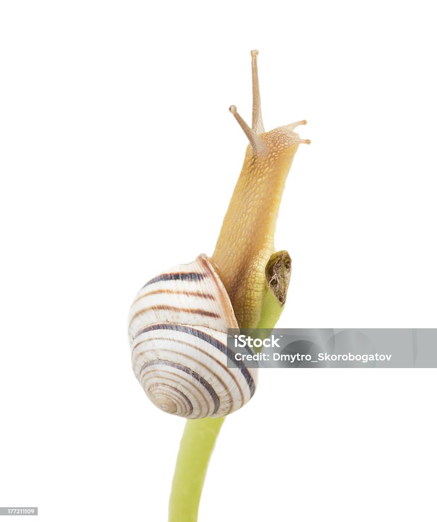 Caracol em uma coluna verde - Foto de stock de Animal royalty-free