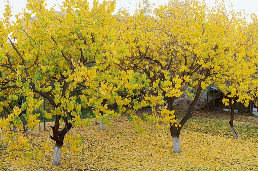 A scenic view of a park in Autumn