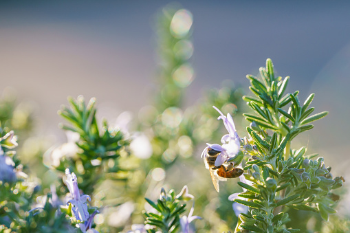 Rosemary in a bloom, and a bee.  Beautiful floral background, soft sunlight, bokeh background