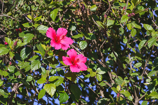 Pink hibiscus in full bloom close-up in the garden in bright sunleght