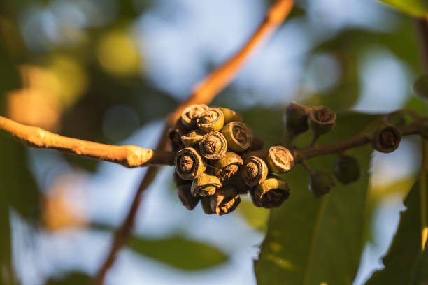 Gum tree seed pods close-up at sunset.