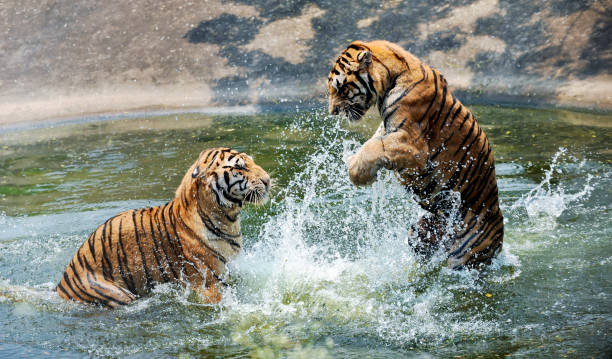 istock Two tigers playing in the water 1772124251