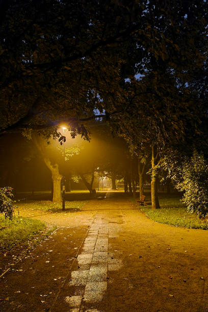 istock Beautiful evening lighting in the park at night. 1772128025