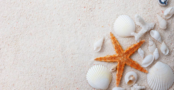 istock Beautiful beach sand with many seashells and starfish 1772132351