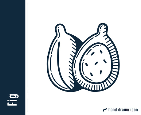 Fig Hand Drawn Single Line Icon Design