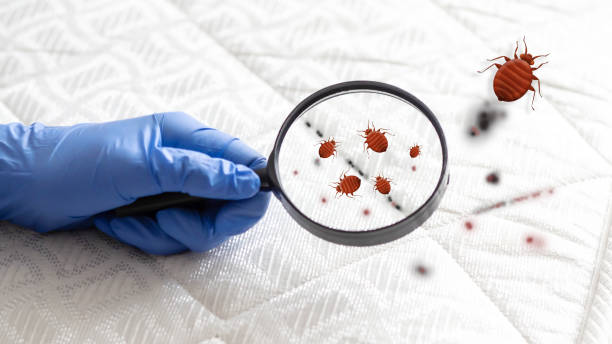 The spread of bedbugs on the bed. Black and bloody spots of bedbugs on the bed. Through a magnifying glass, a hand examines a mattress with insects. A type of domestic blood-sucking insect. The spread of bedbugs on the bed. Black and bloody spots of bedbugs on the bed. Through a magnifying glass, a hand examines a mattress with insects. A type of domestic blood-sucking insect. parasite infestation stock pictures, royalty-free photos & images