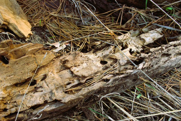 istock Aged Bark With Holes Left By Termites On A Forest Ground 1772156308