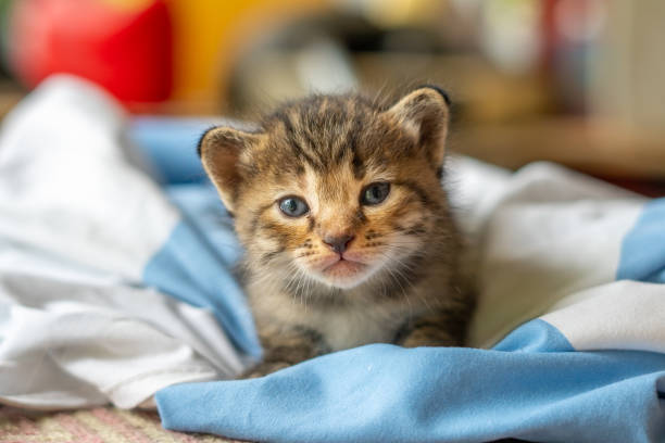 istock little kitten isolated on white background 1772174756