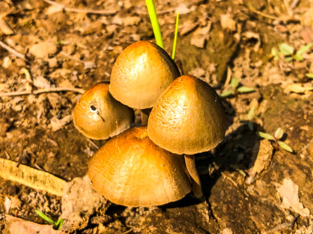Unique colored mushroom Golden mushrooms in the desert psathyrellaceae stock pictures, royalty-free photos & images