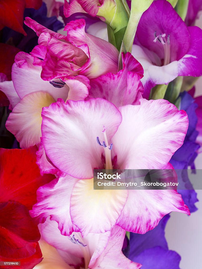 Bunte Blumen Gladiole - Lizenzfrei Baumblüte Stock-Foto