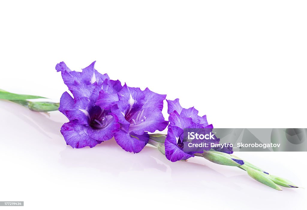 multicolored flores gladiolo - Foto de stock de Azul libre de derechos