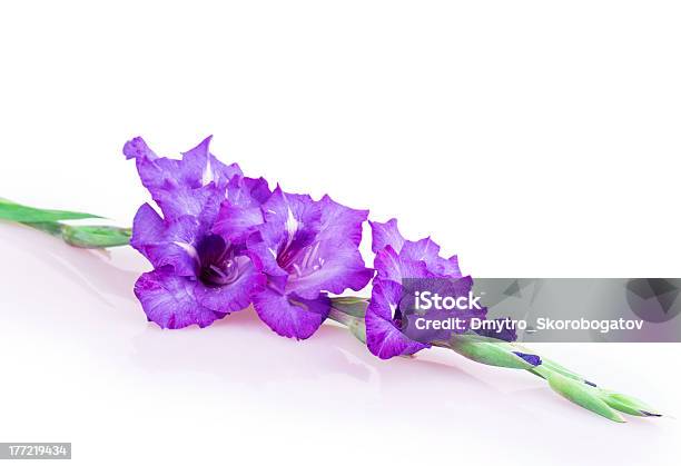 Multicolored Flores Gladiolo Foto de stock y más banco de imágenes de Azul - Azul, Buqué, Cabeza de flor