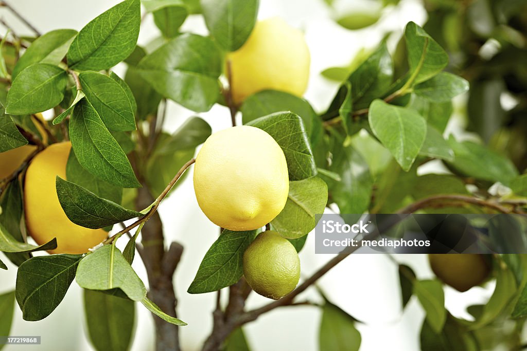 Лимонное дерево - Стоковые фото В помещении роялти-фри