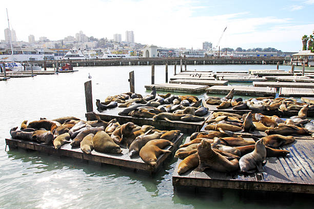 istock San francsico, Pier 39 177219890