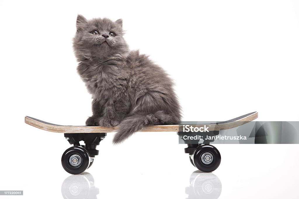 Skateboard piccolo gattino grigio, - Foto stock royalty-free di Andare sullo skate-board