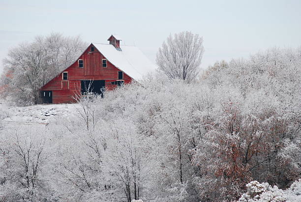 istock Barn amongst the frosty trees 177220182