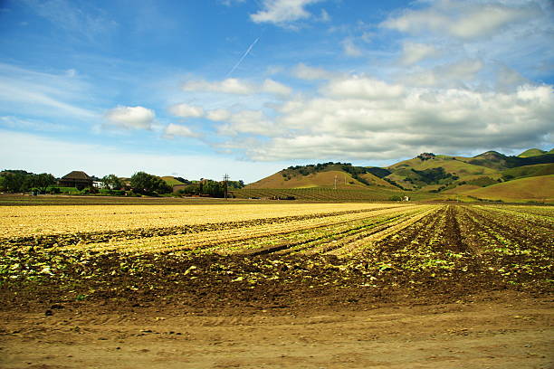 Broccoli Fields in California Valley Recently harvested broccoli field in the Santa Maria valley agricultural center of California.  Set in the valley surrounded by mountains on a cloudy blue sky at harvest time in the summer. santa maria california photos stock pictures, royalty-free photos & images