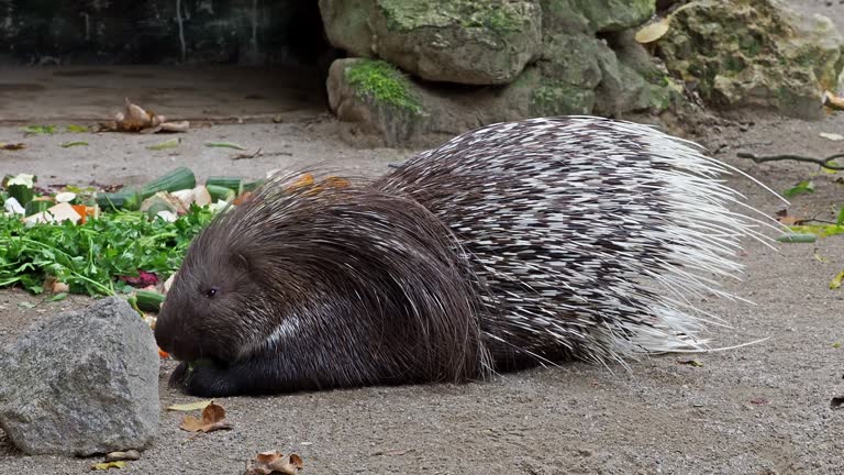 Indian crested Porcupine, Hystrix indica  or Indian porcupine is a large species of hystricomorph rodent